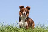 BORDER COLLIE 575